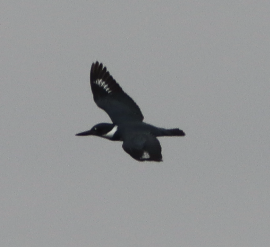Belted Kingfisher - ML537591971
