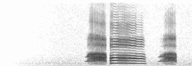  - Newell's Shearwater