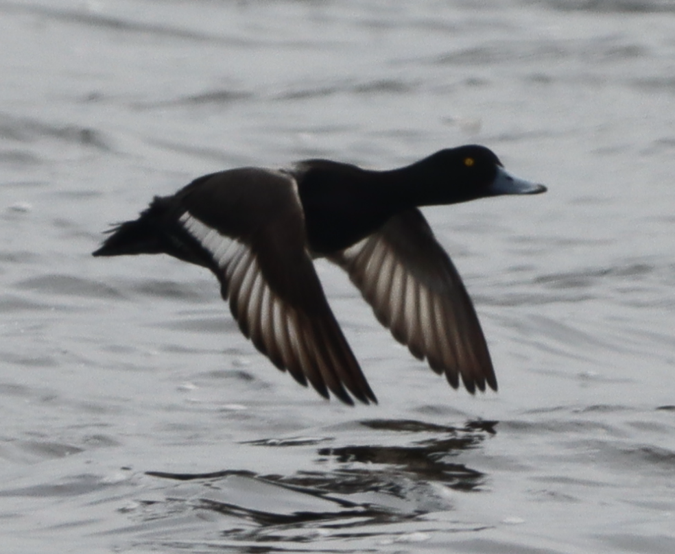 Greater Scaup - ML537594131
