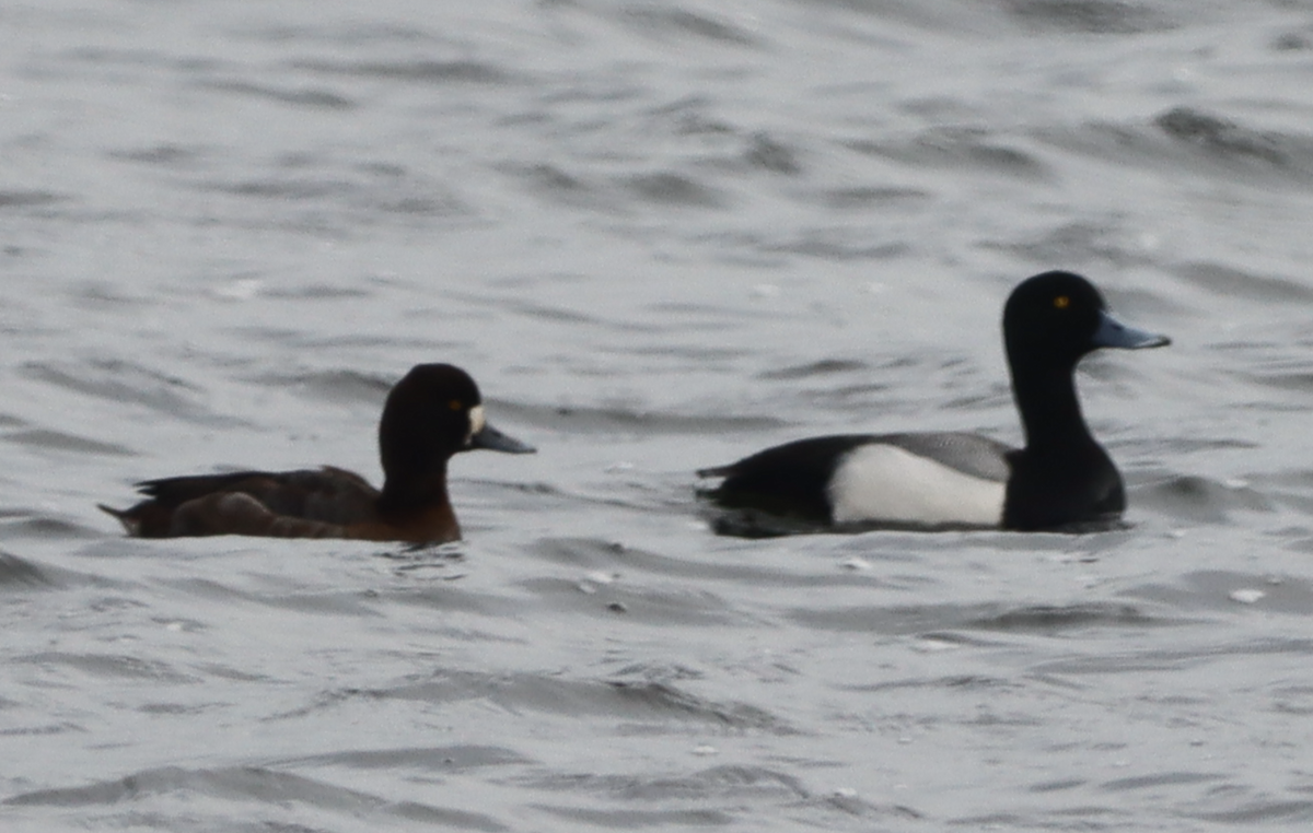 Greater Scaup - ML537594141