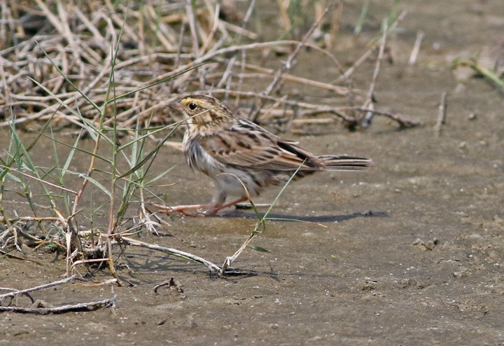 Savannah Sparrow - ML53759701