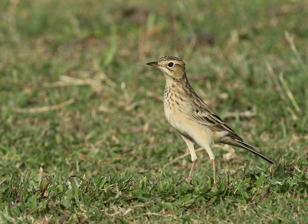 Blyth's Pipit - Dave Bakewell