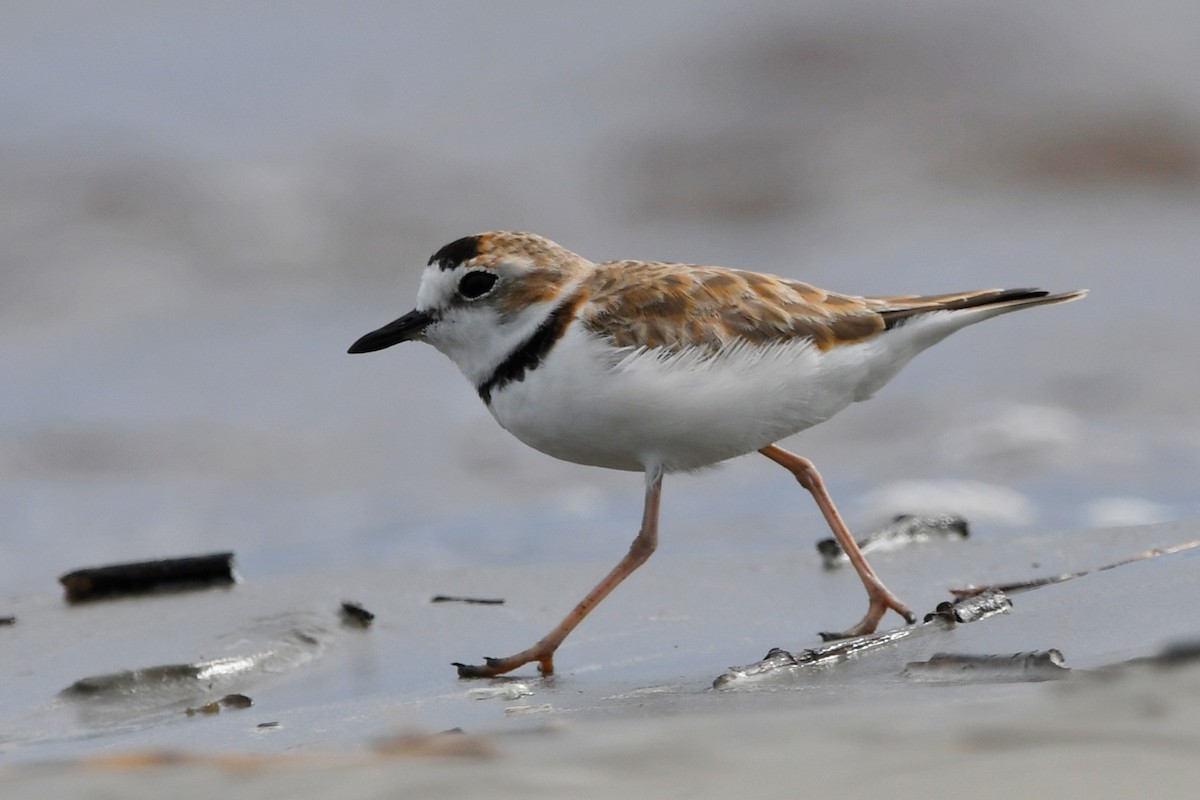 Collared Plover - ML537605321