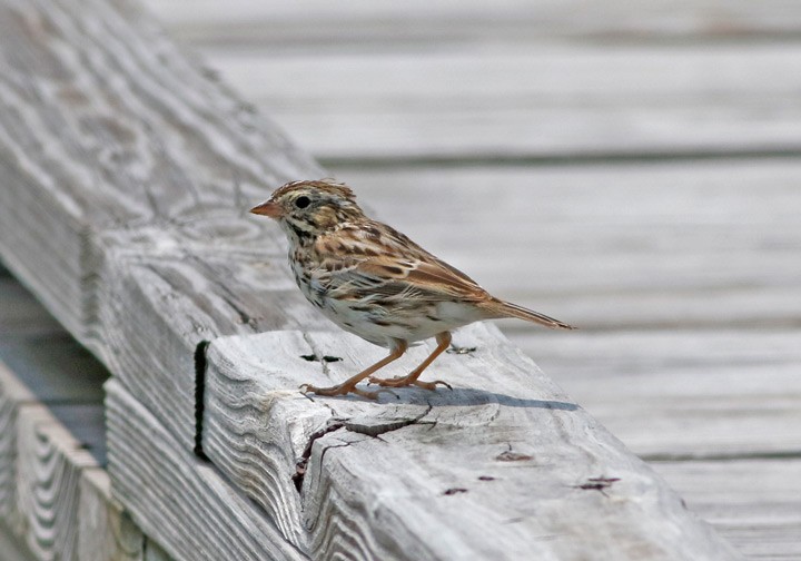 Savannah Sparrow - ML53760551