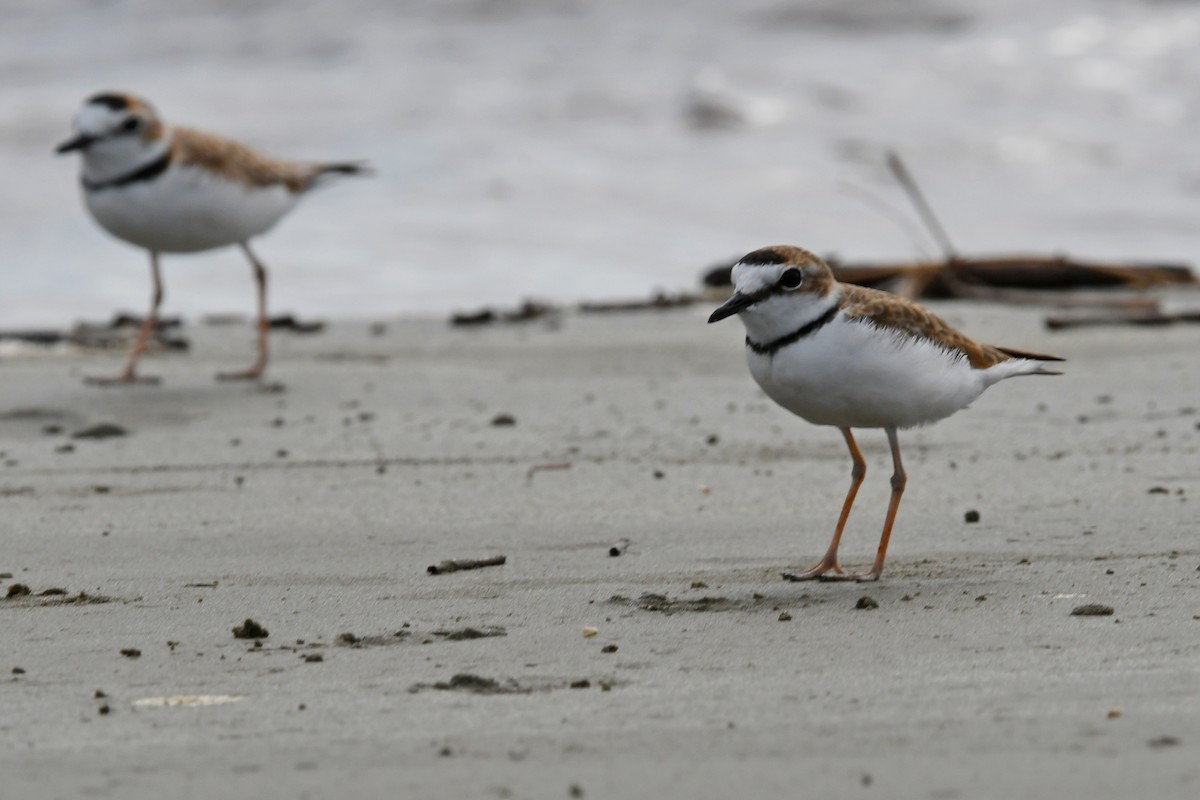 Collared Plover - ML537606801