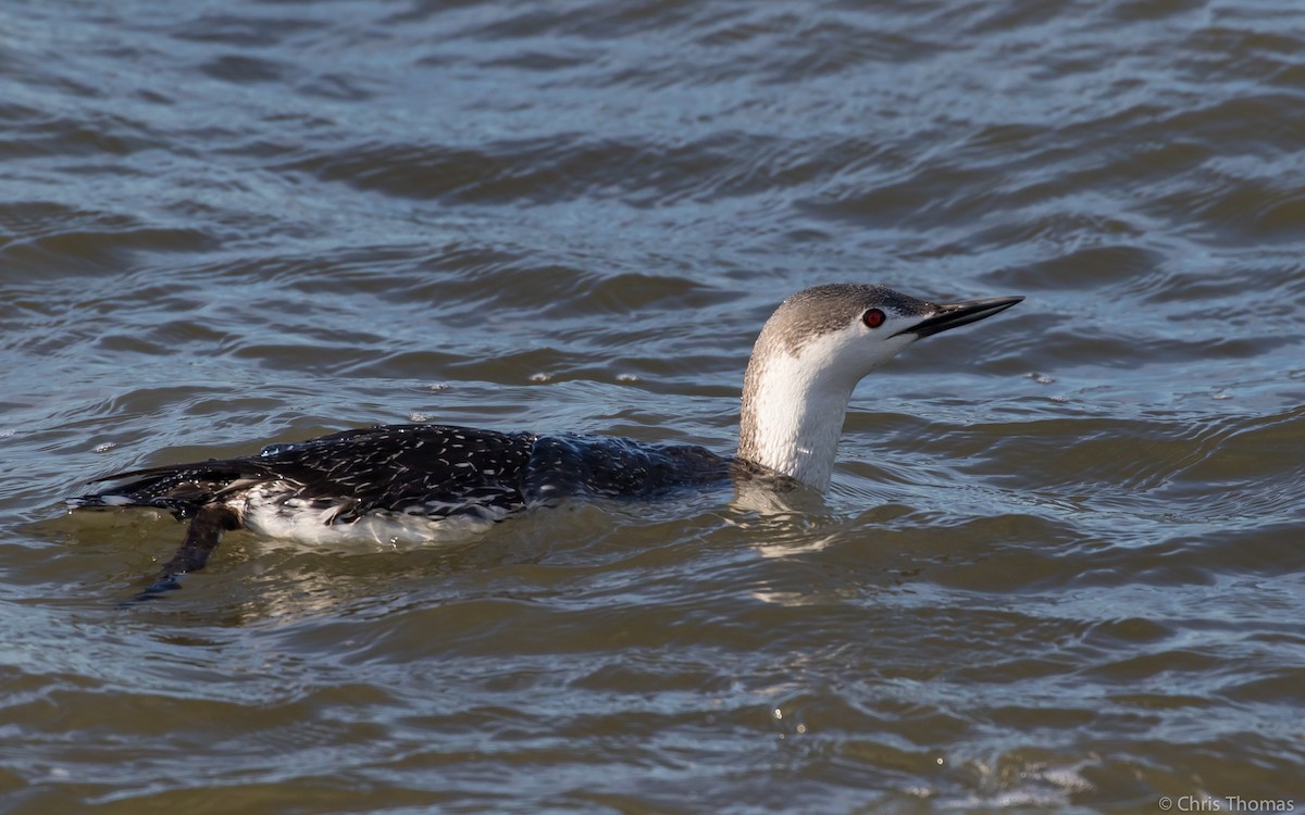 Red-throated Loon - ML53760961