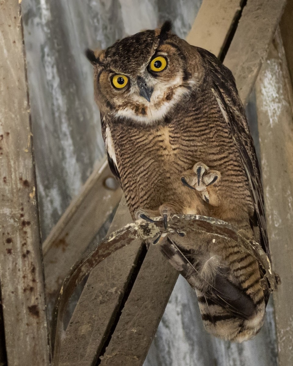 Lesser Horned Owl - ML537613121
