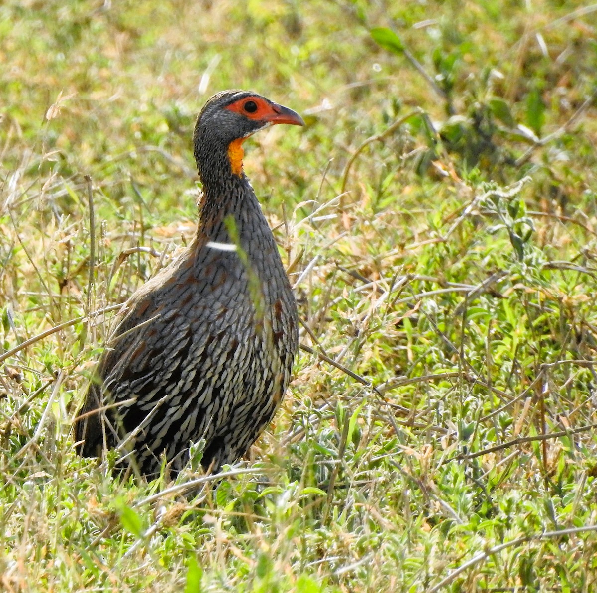 Gray-breasted Spurfowl - ML537614371