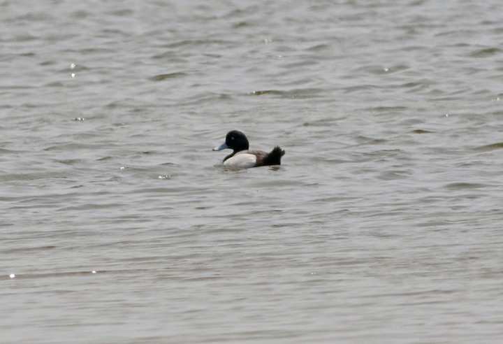 Greater Scaup - ML53761761
