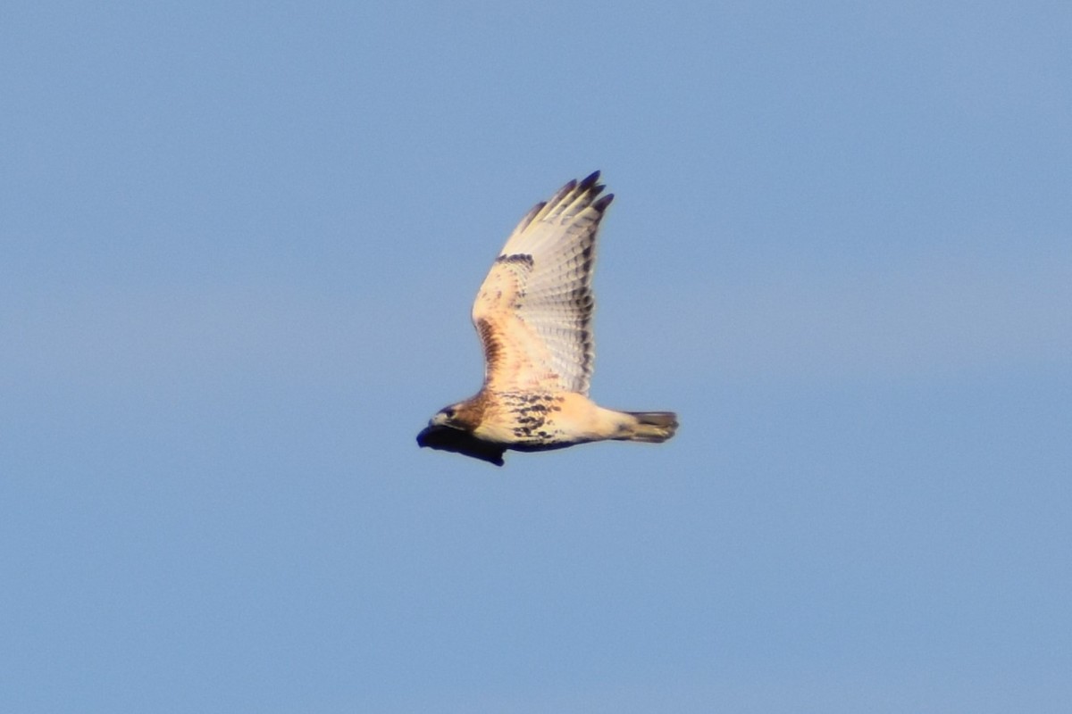 Red-tailed Hawk - ML537618611