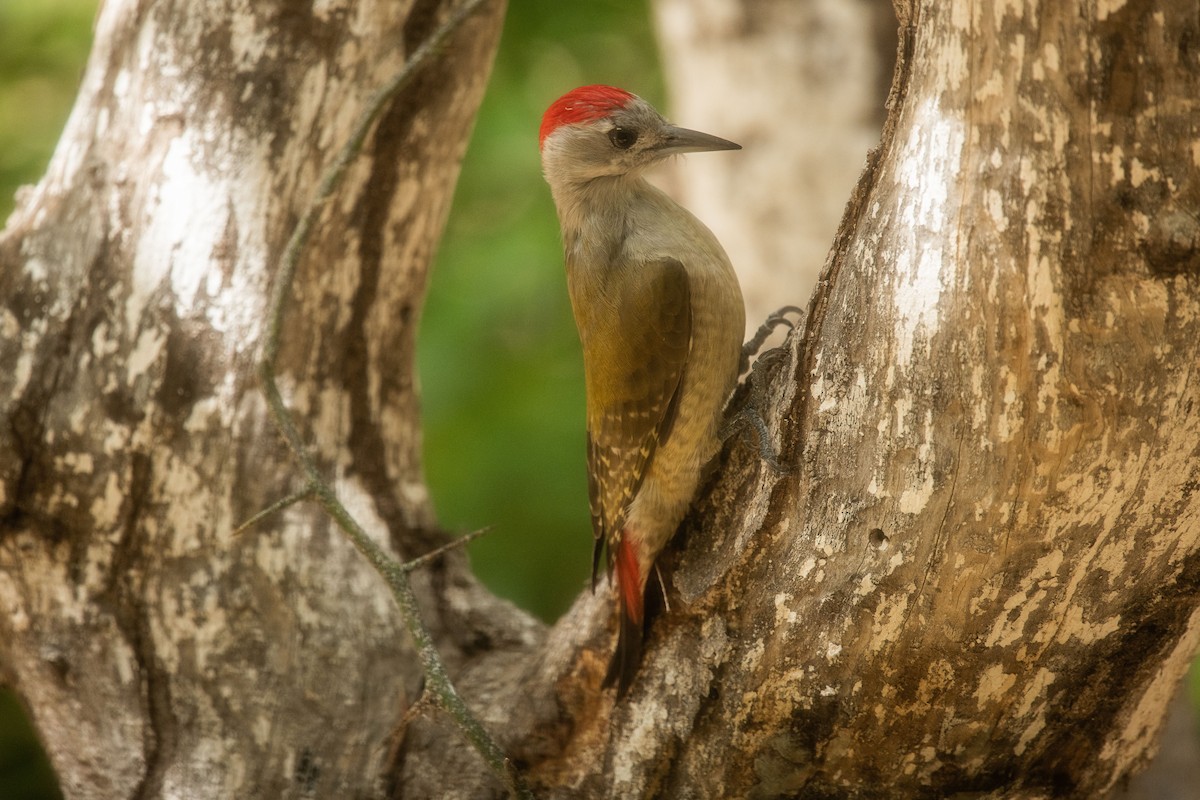 African Gray Woodpecker (Gray) - Frédéric Bacuez