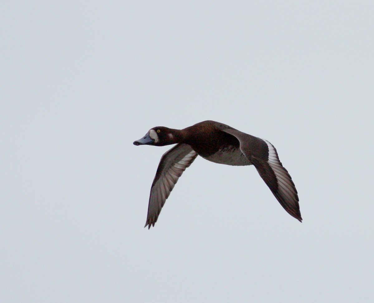 Greater Scaup - ML53763531