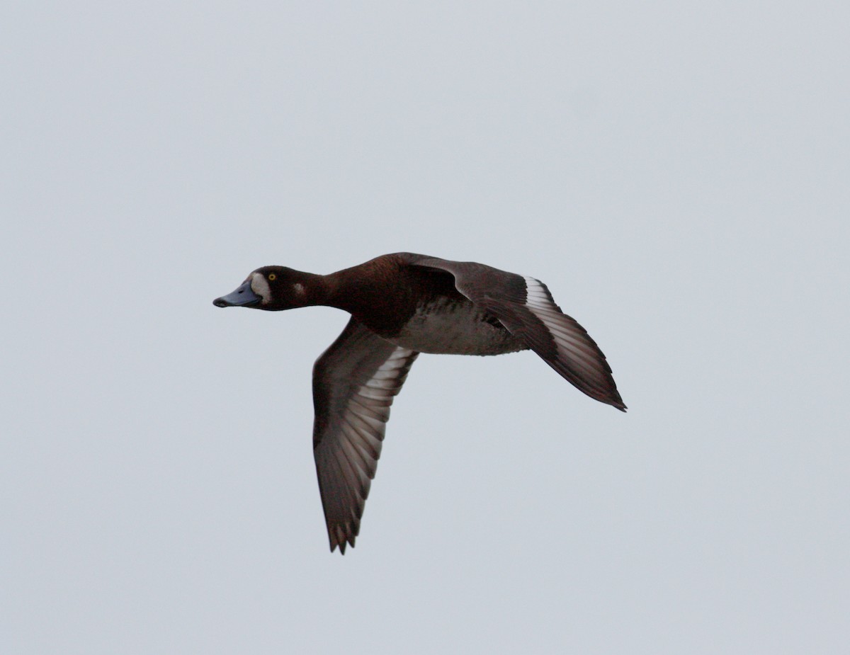 Greater Scaup - ML53763541