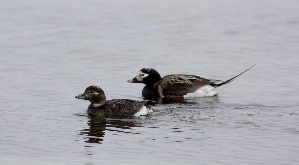 Long-tailed Duck - ML53763581