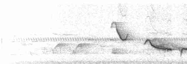  - White-rumped Shama (White-rumped)