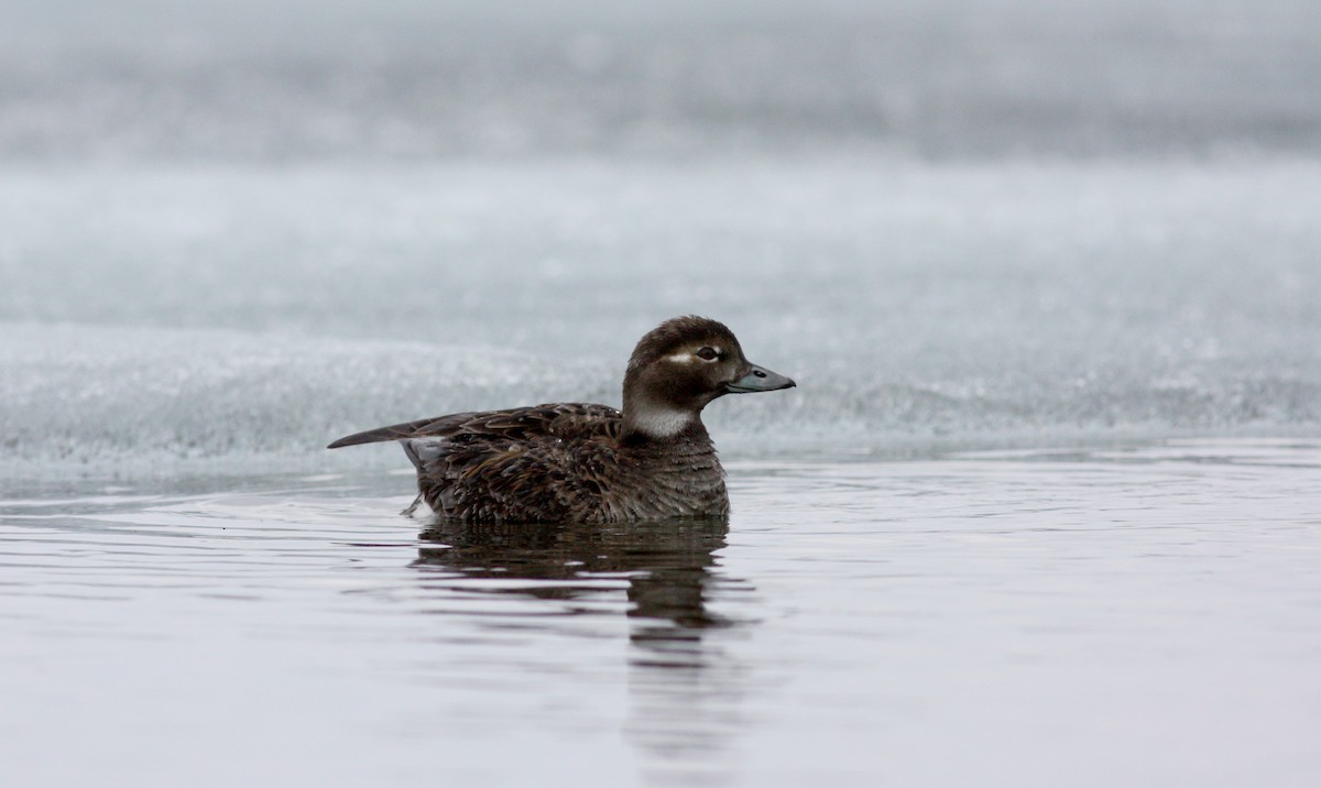 Long-tailed Duck - ML53763601