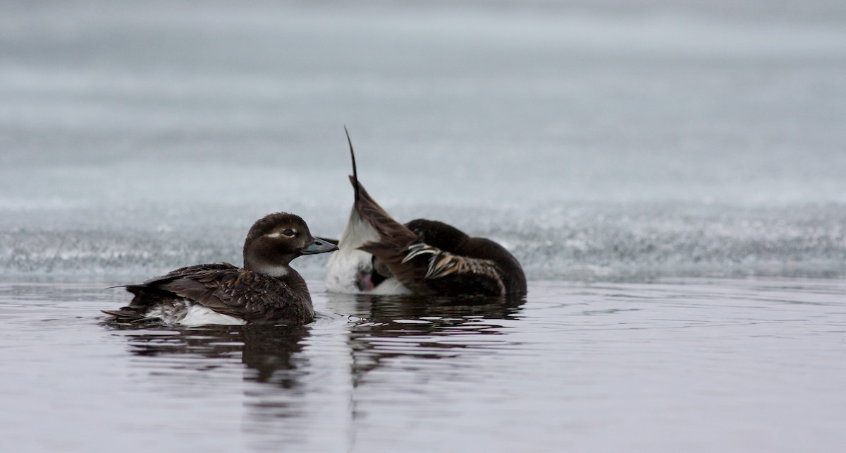 Long-tailed Duck - ML53763641