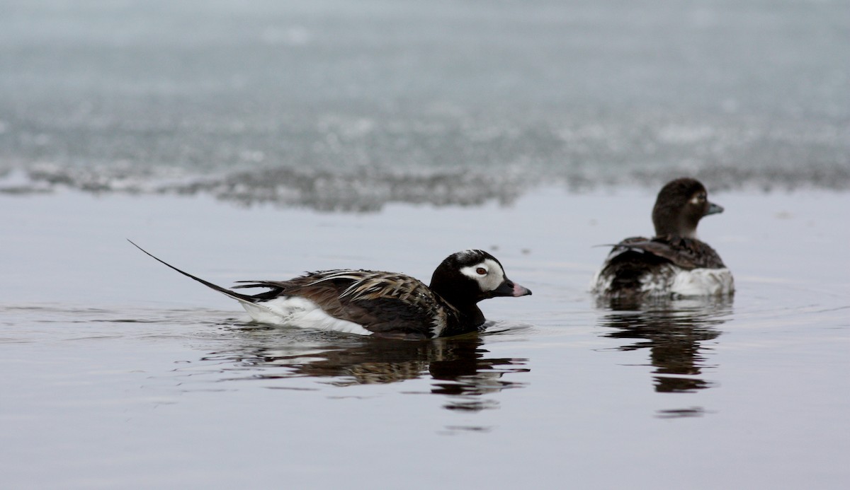Long-tailed Duck - ML53763741