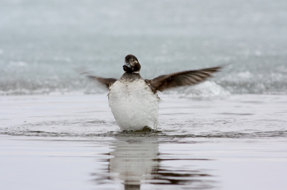 Long-tailed Duck - ML53763831