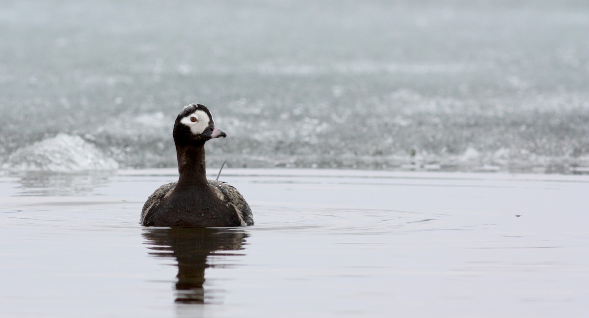 Long-tailed Duck - ML53763841