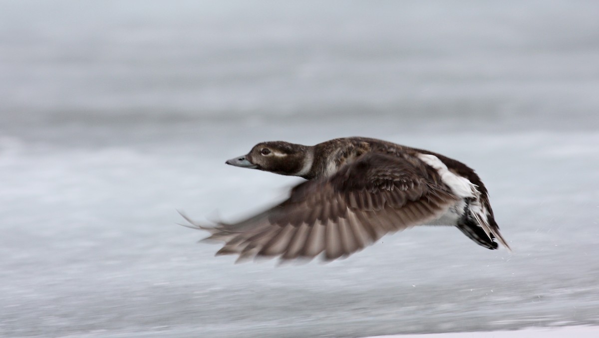 Long-tailed Duck - ML53763861