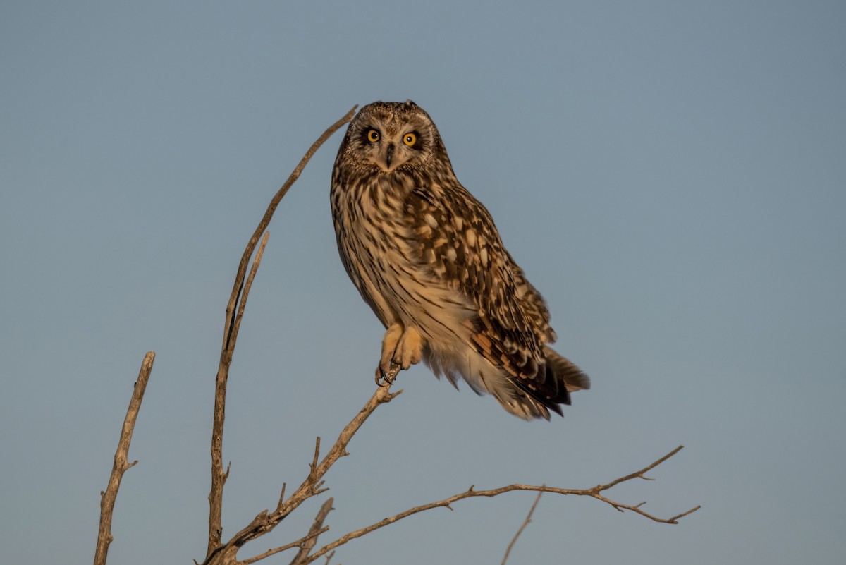 Short-eared Owl - ML537638751
