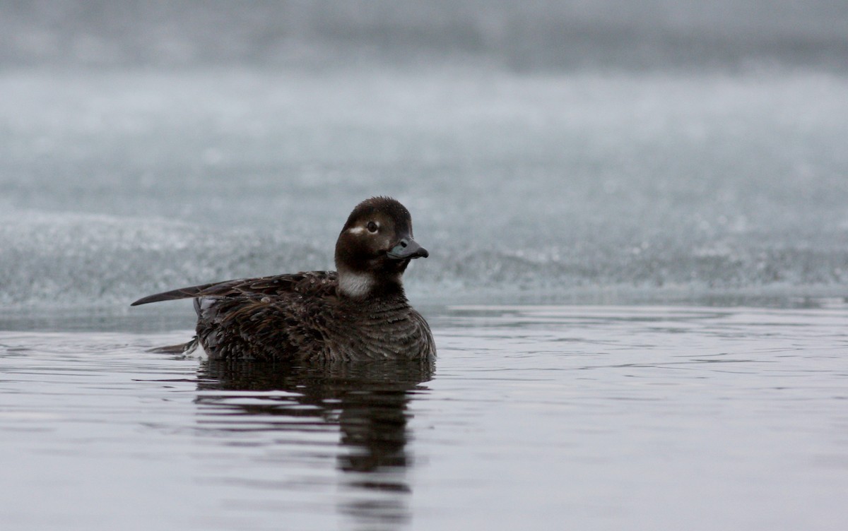 Long-tailed Duck - ML53763911