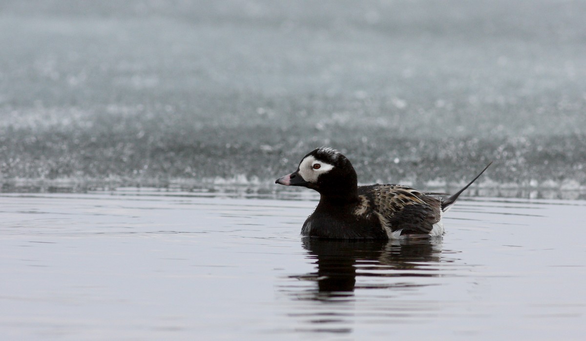 Long-tailed Duck - ML53763981