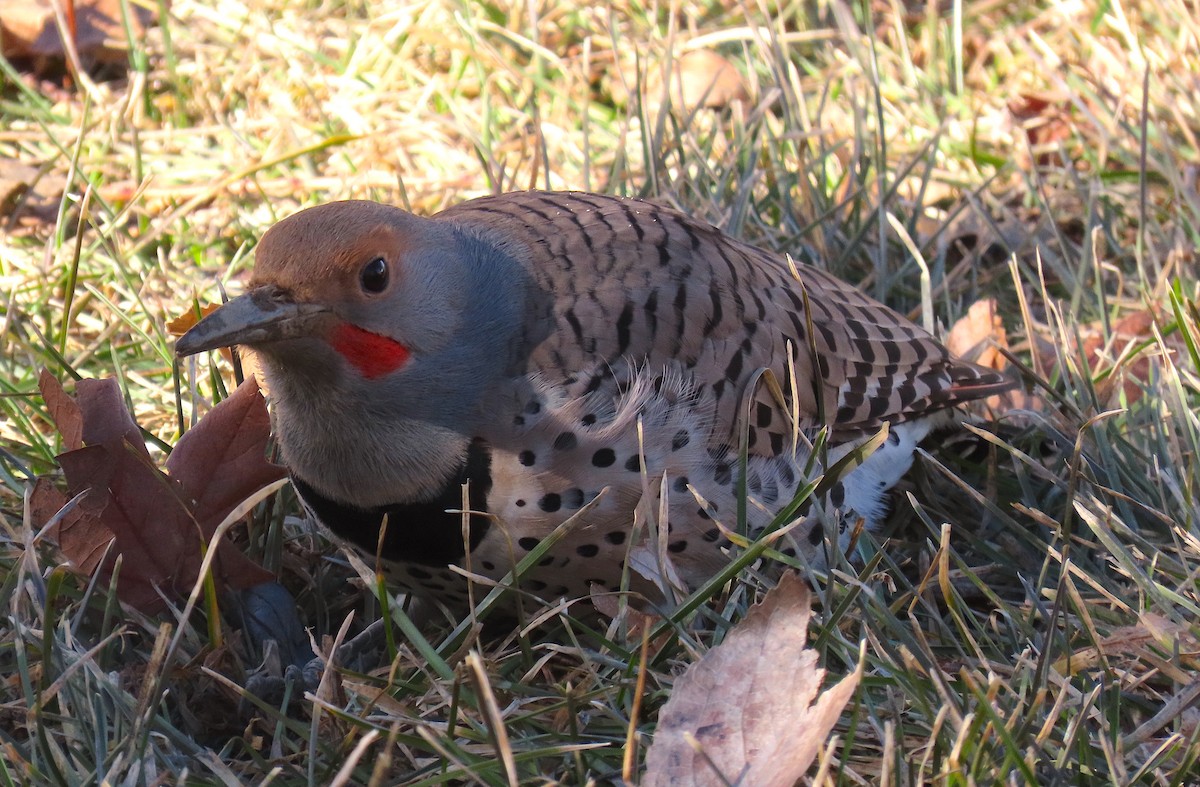 Northern Flicker (Red-shafted) - ML537642361