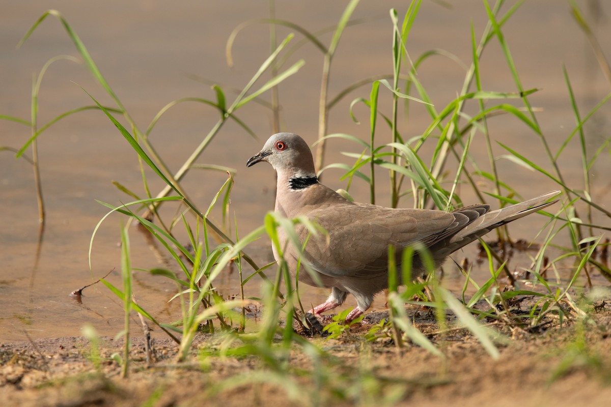 Mourning Collared-Dove - ML537645291