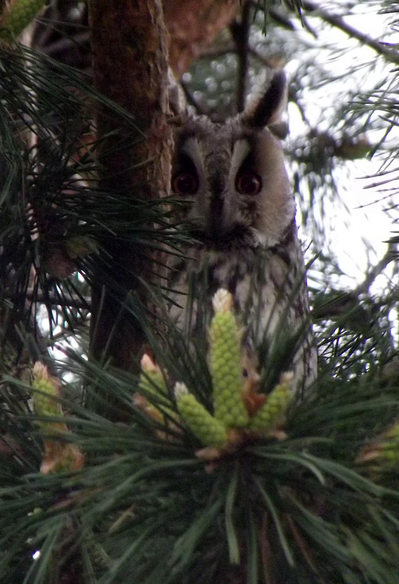 Long-eared Owl - ML53765131