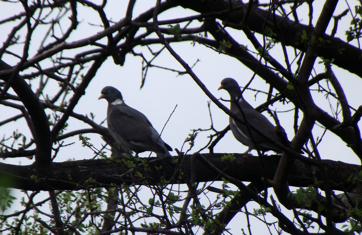 Common Wood-Pigeon - ML53765211