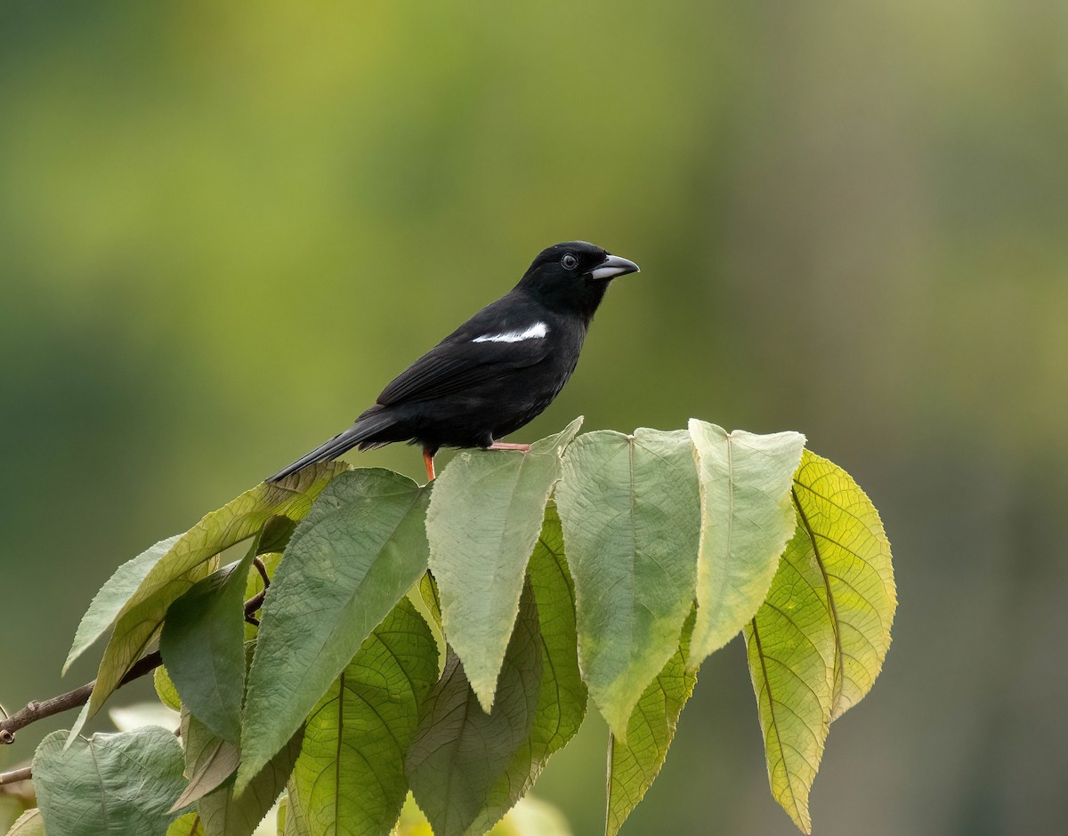 White-shouldered Tanager - ML537654371