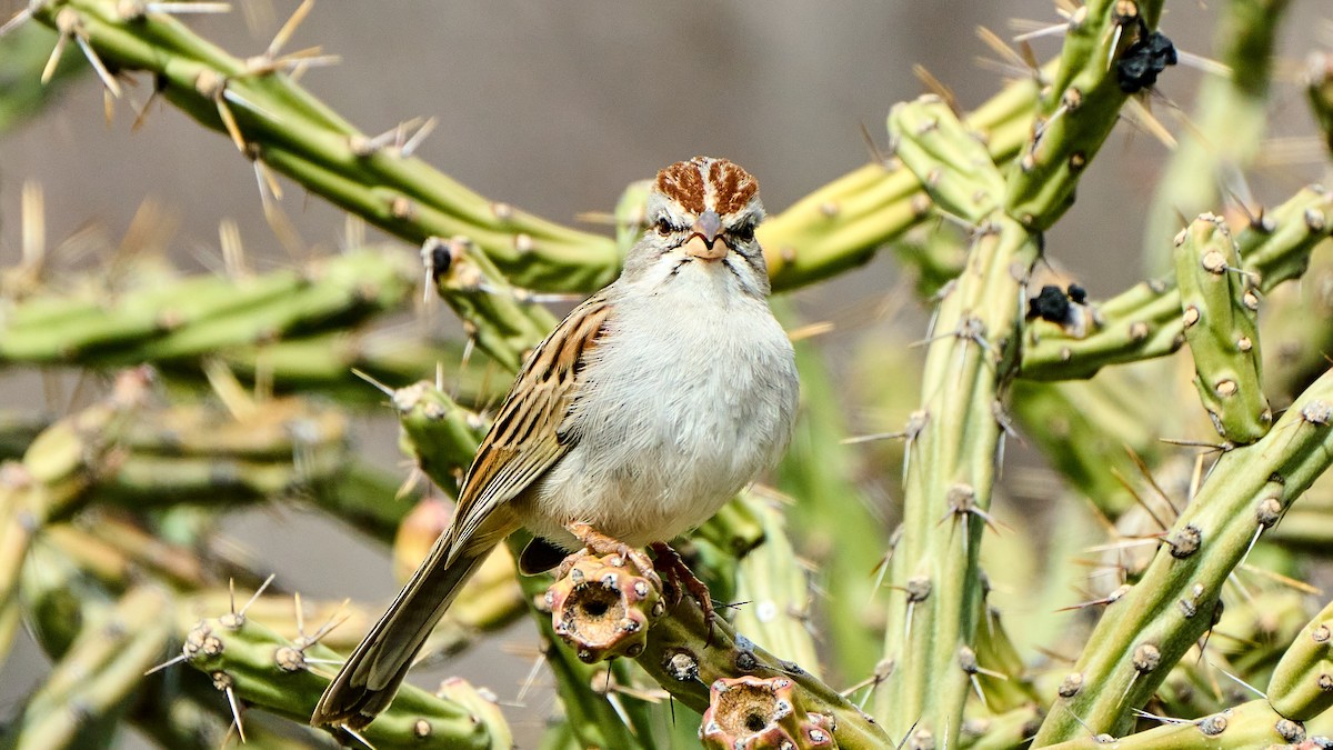 Rufous-winged Sparrow - ML537655531