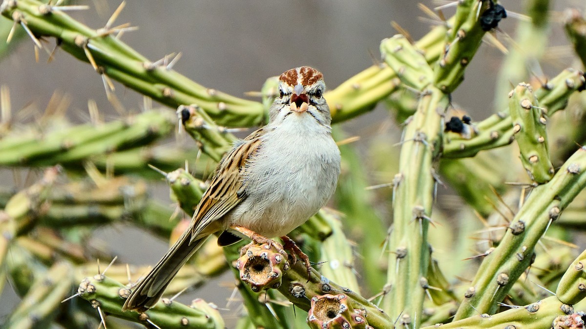 Rufous-winged Sparrow - Stan Huntting