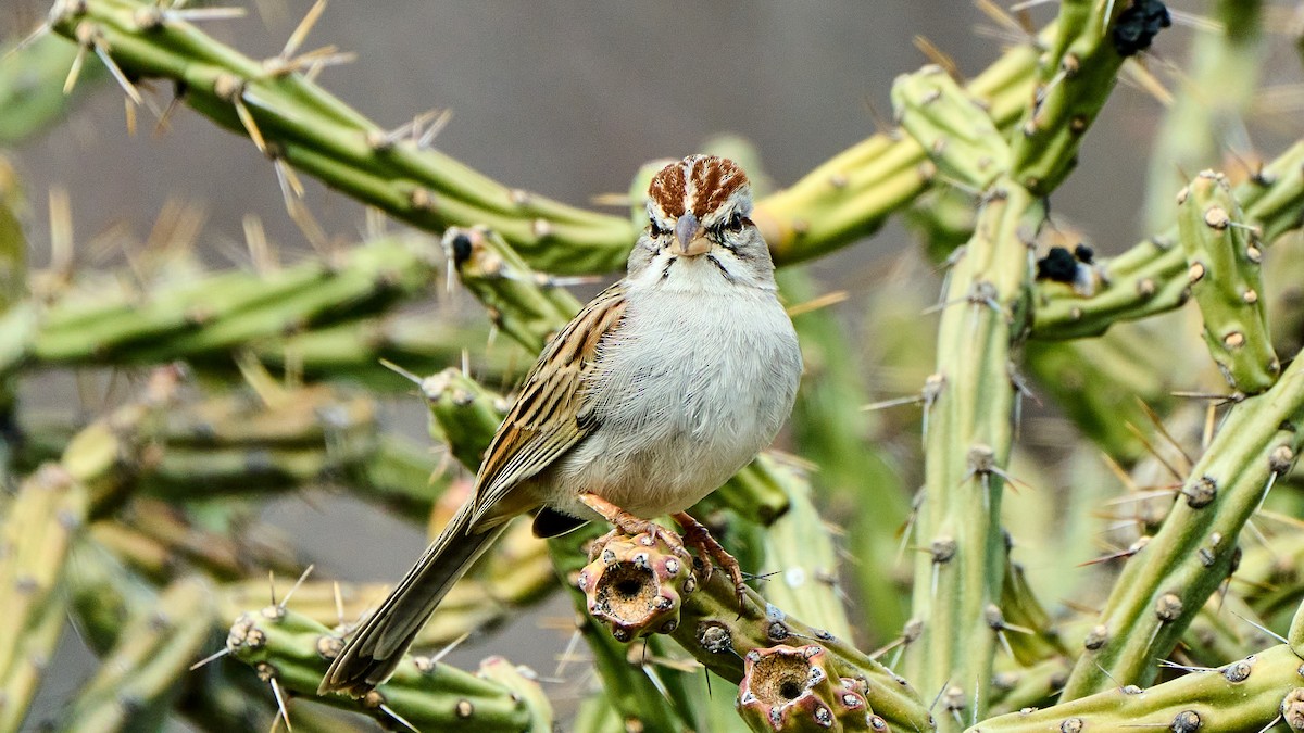 Rufous-winged Sparrow - ML537655571