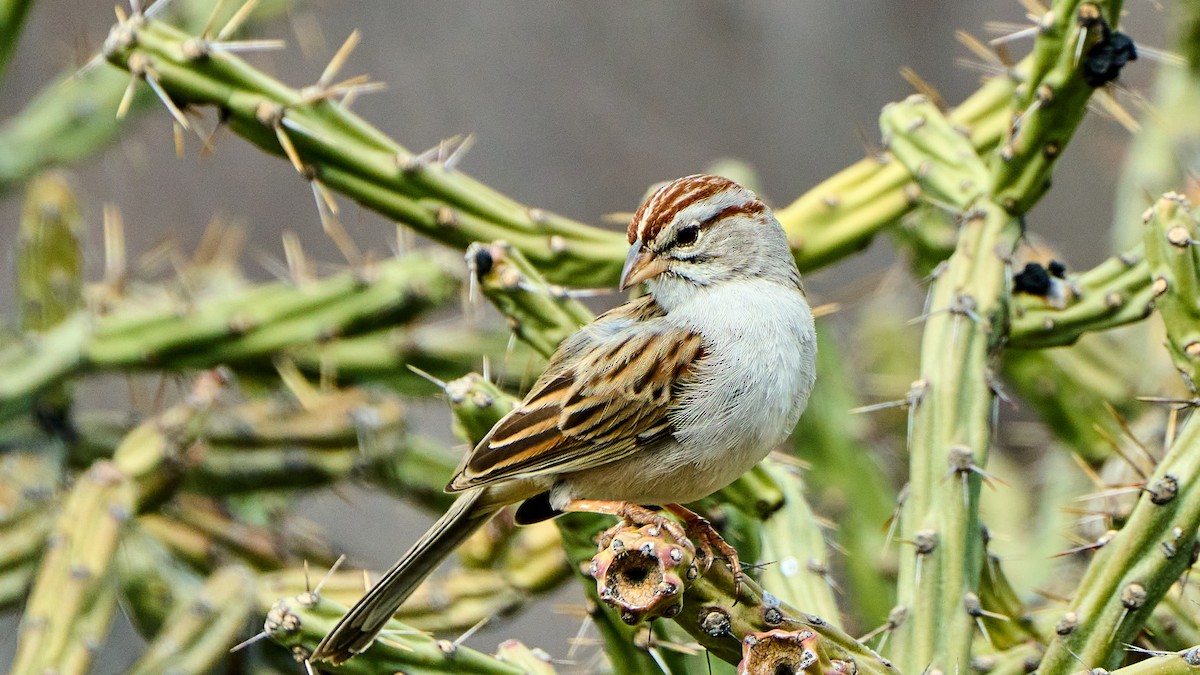 Rufous-winged Sparrow - ML537655581