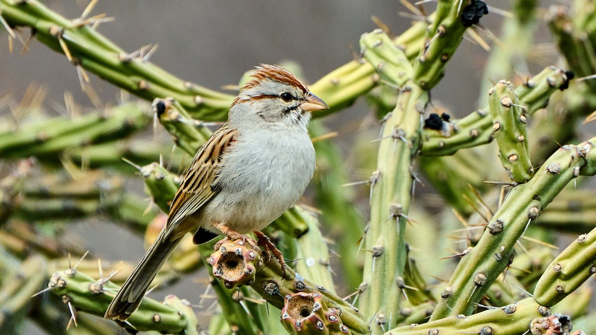 Rufous-winged Sparrow - ML537655591