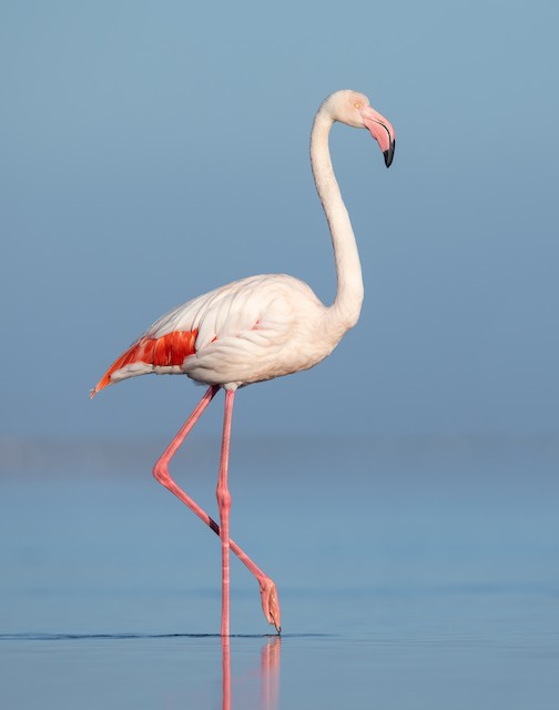 greater flamingo