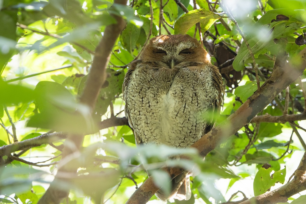 Puerto Rican Owl - ML537656621