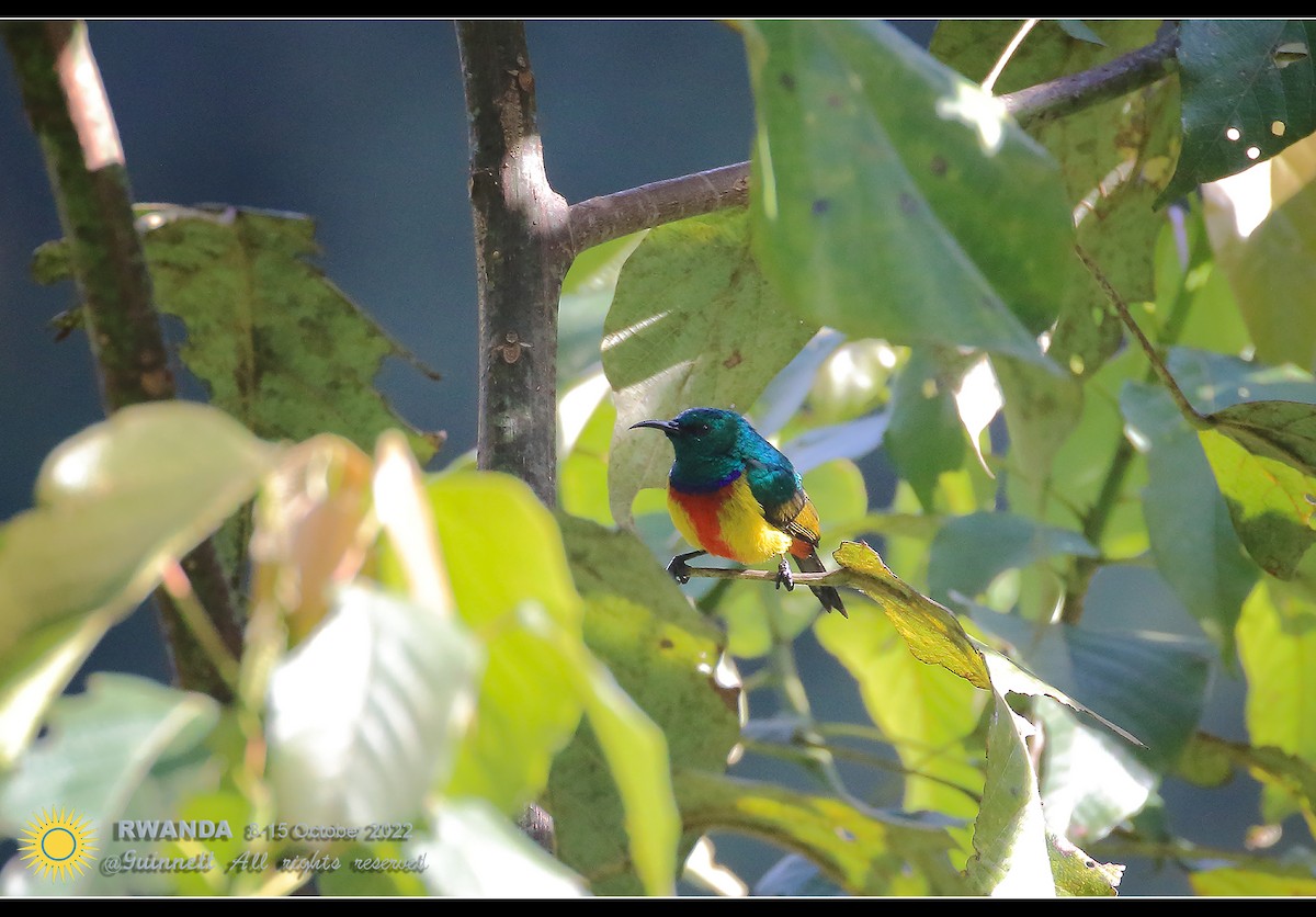 Regal Sunbird - Penphan Kittinatgumthorn