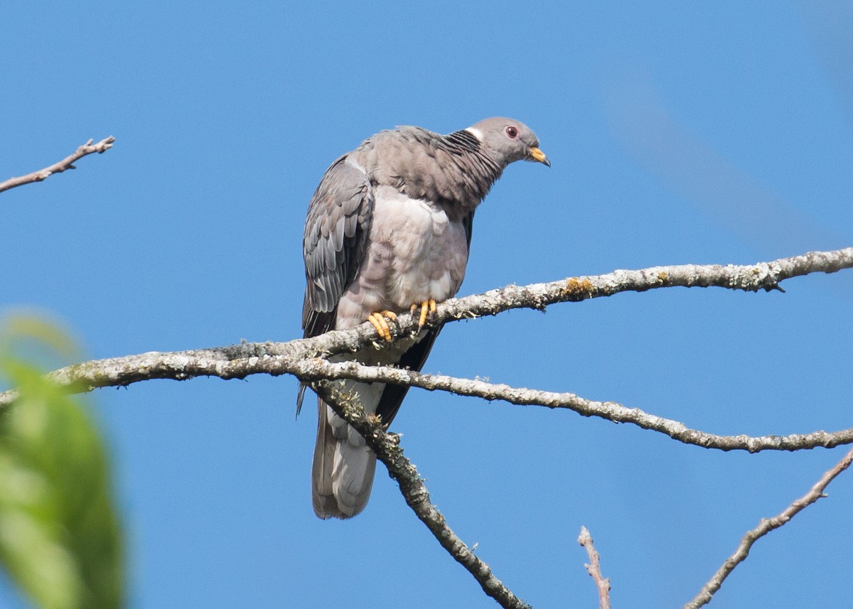 Band-tailed Pigeon - Patrick Van Thull
