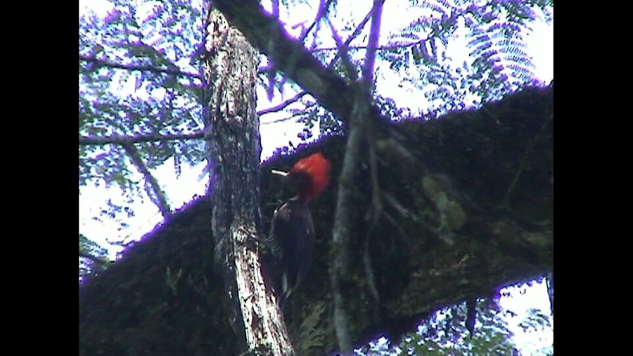 Helmeted Woodpecker - ML537668401