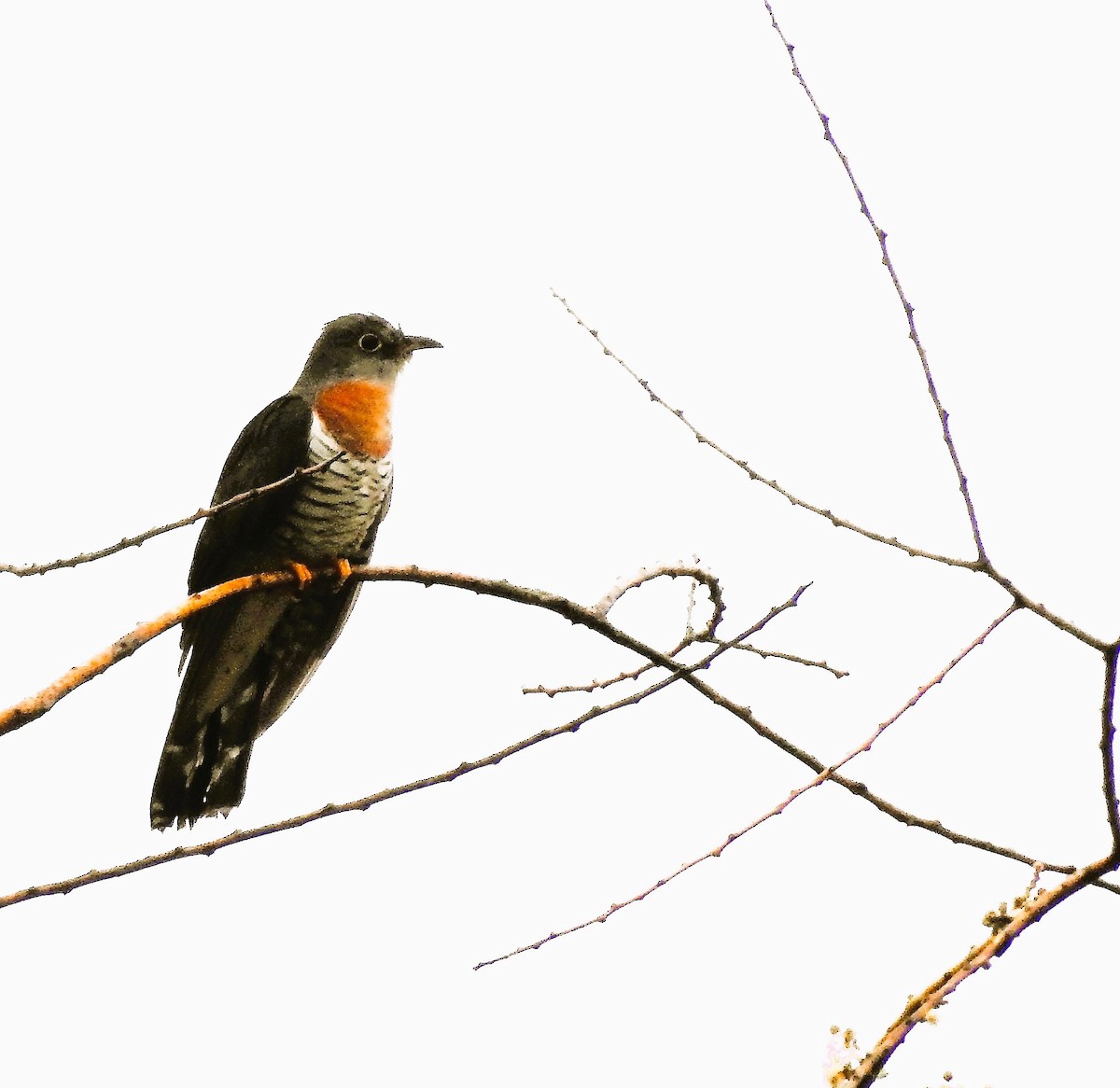 Red-chested Cuckoo - ML537669051