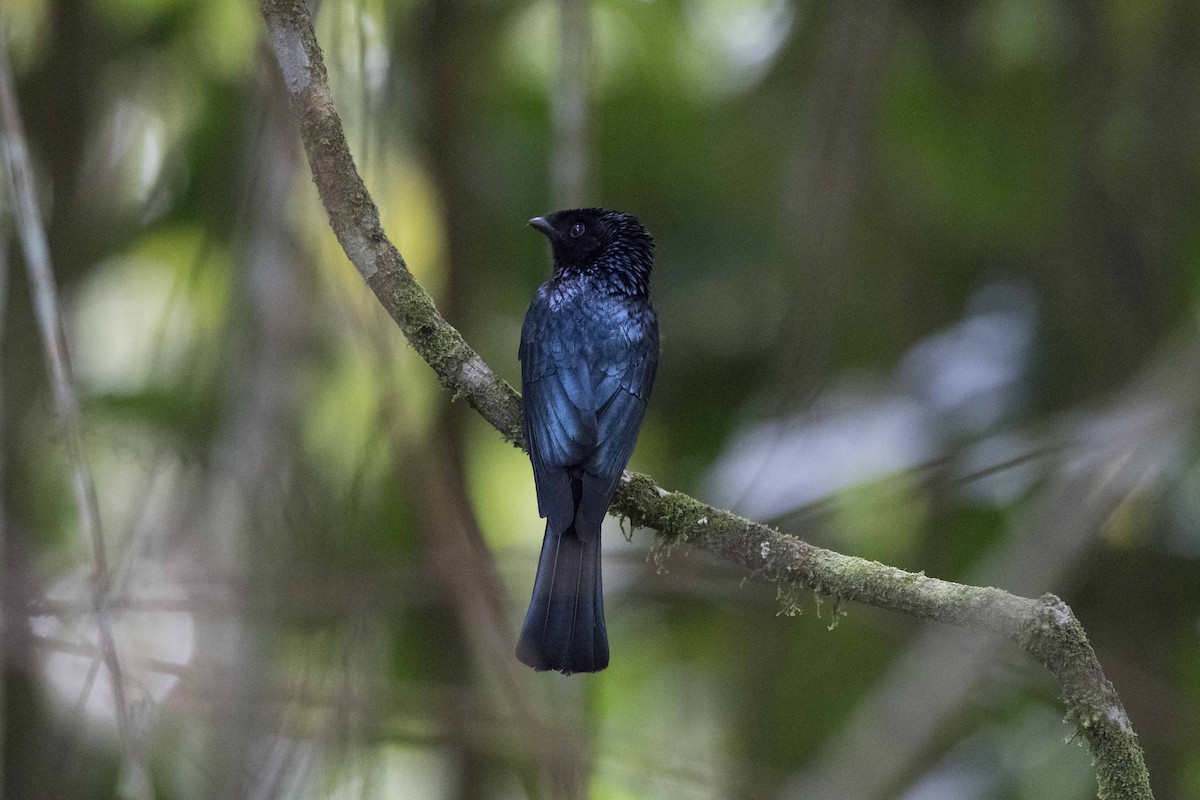 Lesser Racket-tailed Drongo - jimmy Yao