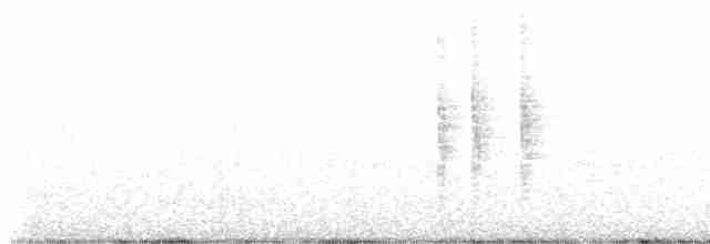 White-lored Gnatcatcher - ML537671891