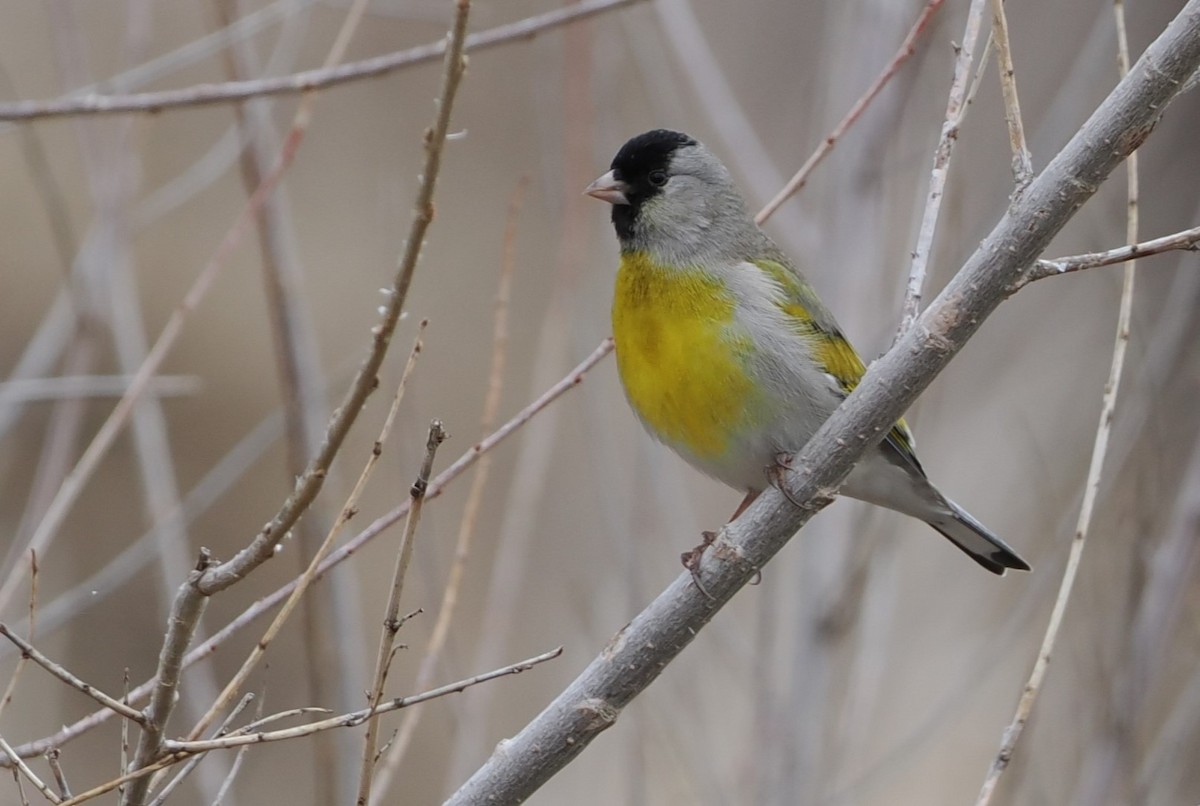 Lawrence's Goldfinch - ML537673201