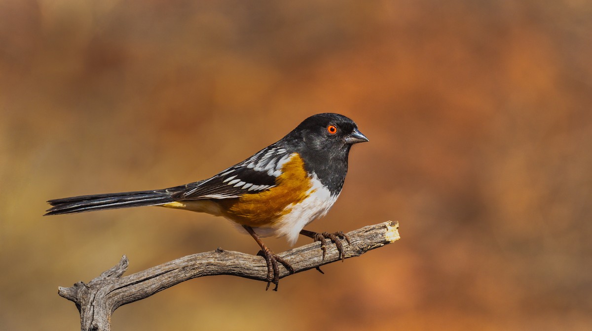 Spotted Towhee - ML537676401