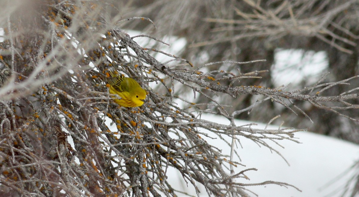 Yellow Warbler (Northern) - ML53768441