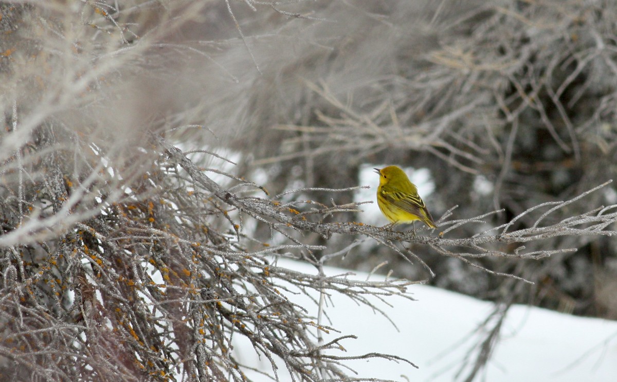 Yellow Warbler (Northern) - ML53768461